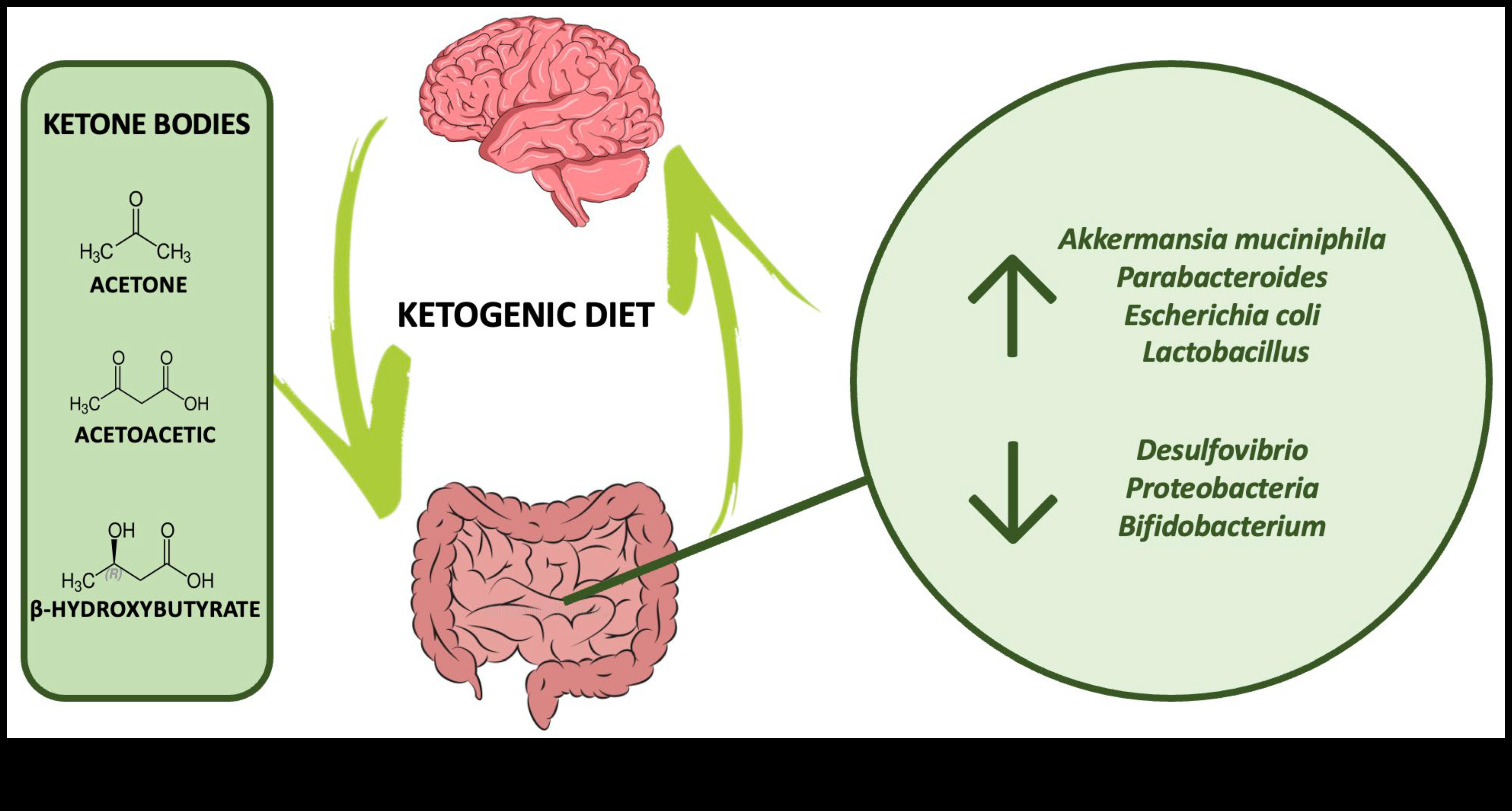 Keto și microbiomul intestinal: o interacțiune dinamică