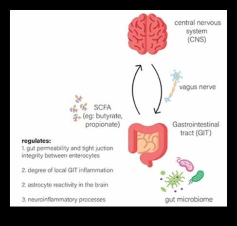 Keto și microbiomul intestinal: o interacțiune dinamică